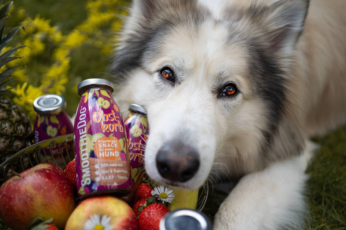 🐶 Smoothie aux fruits pour chien