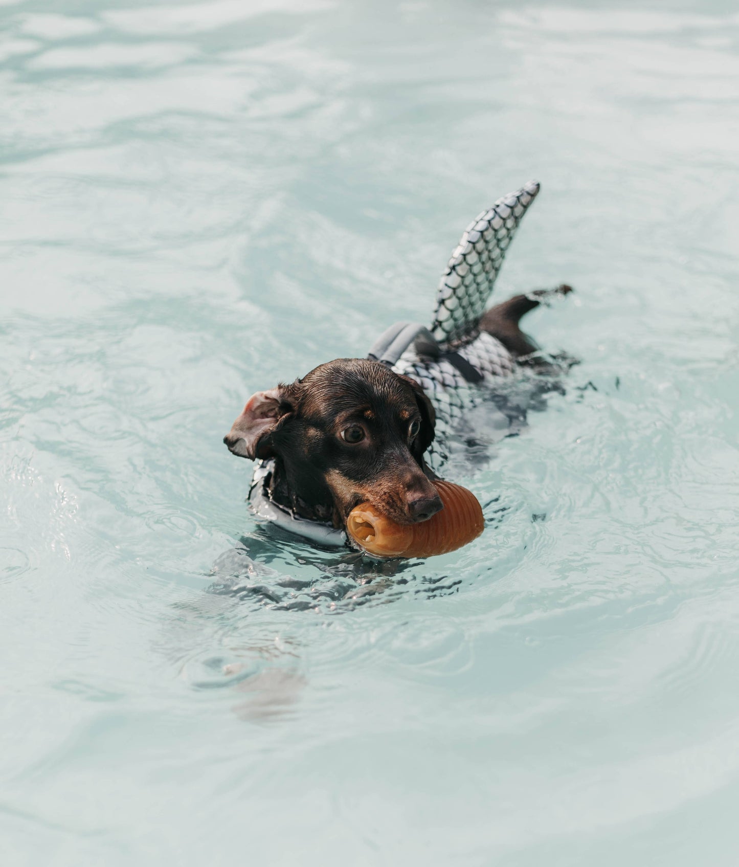 🐶 "BOUNCY" en résine