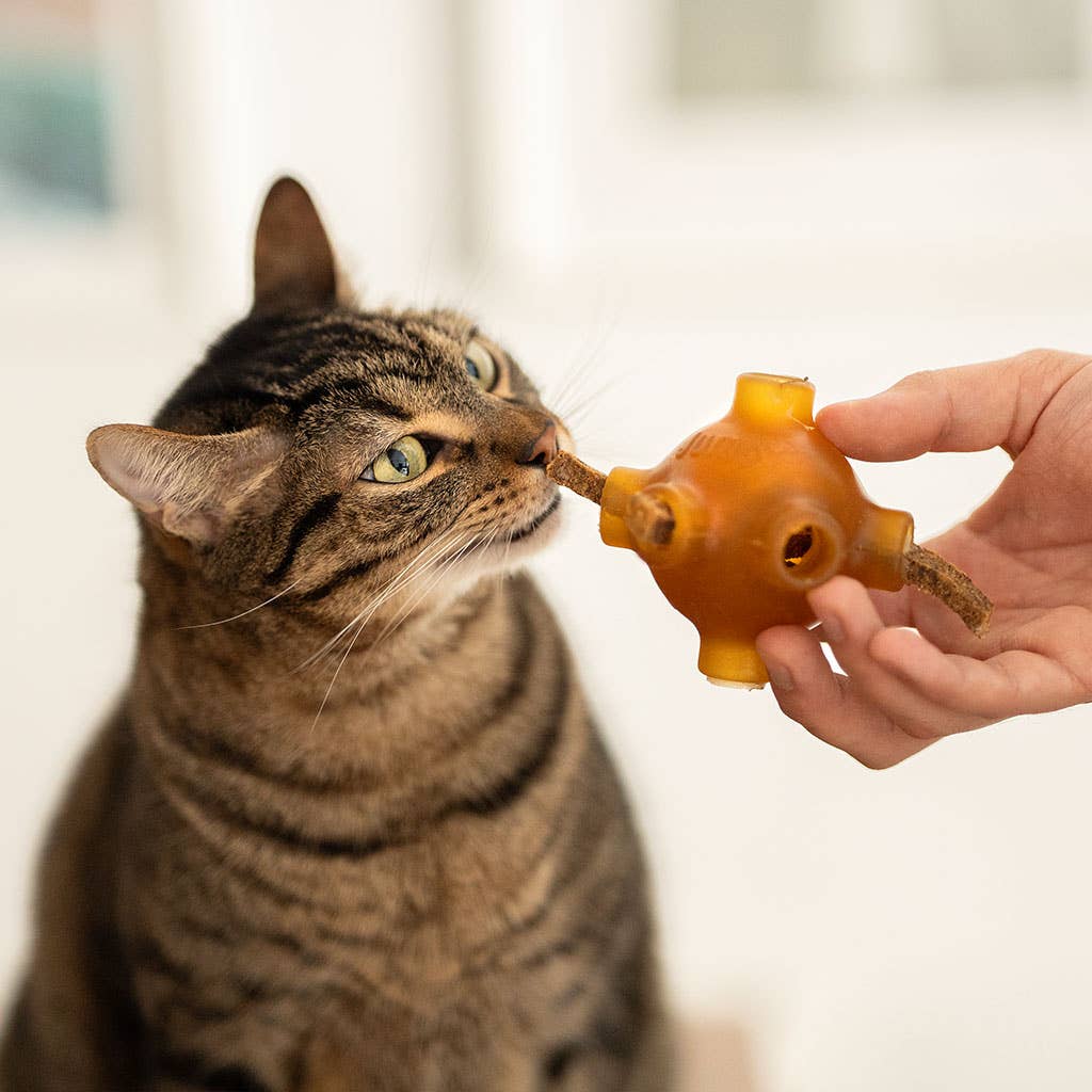 🐱 Bâtonnets dentaire (saumon)