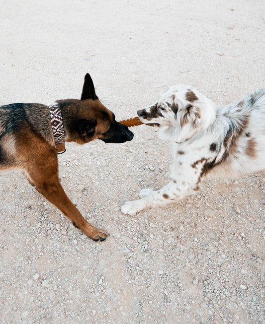 🐶 Jouet en résine organique avec corde - Les p'tits potes