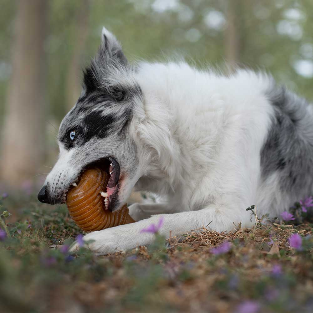 🐶 "BOUNCY" en résine