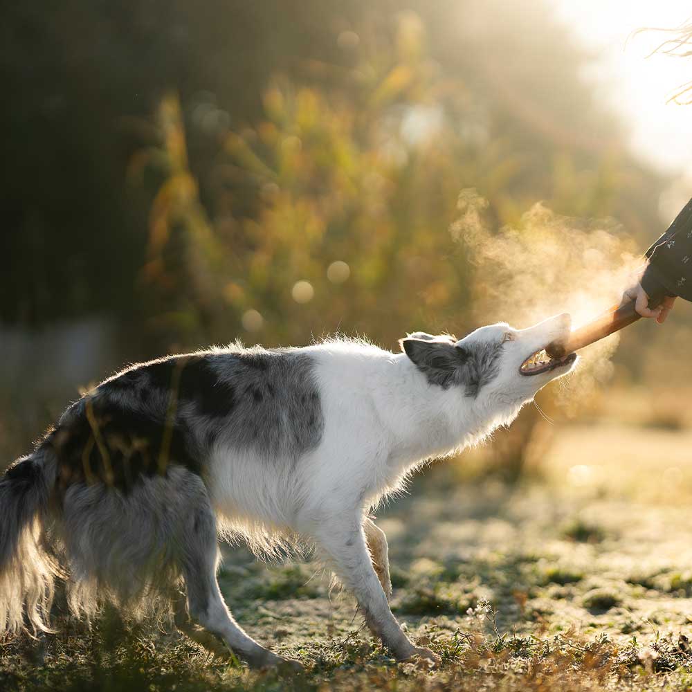 🐶 "ANNEAU" en résine