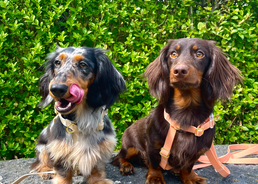 🐶 Harnais "Mallorca"