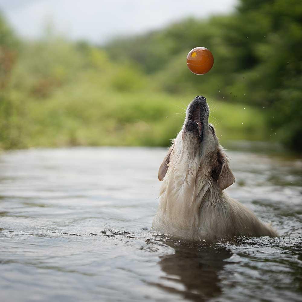 🐶 Balle(s) en résine organique - Les p'tits potes
