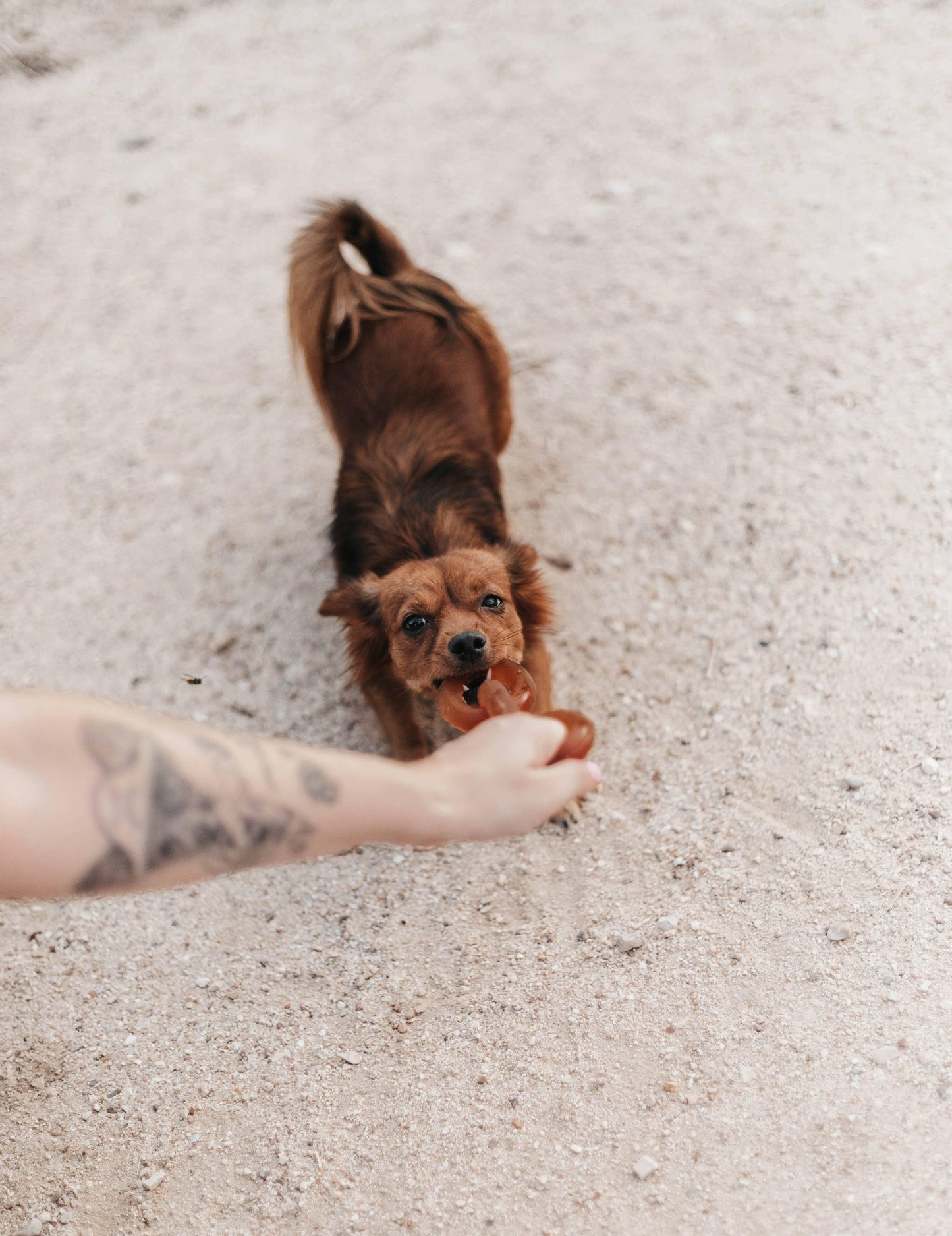 🐶 Jouet chaînes en résine organique - Les p'tits potes