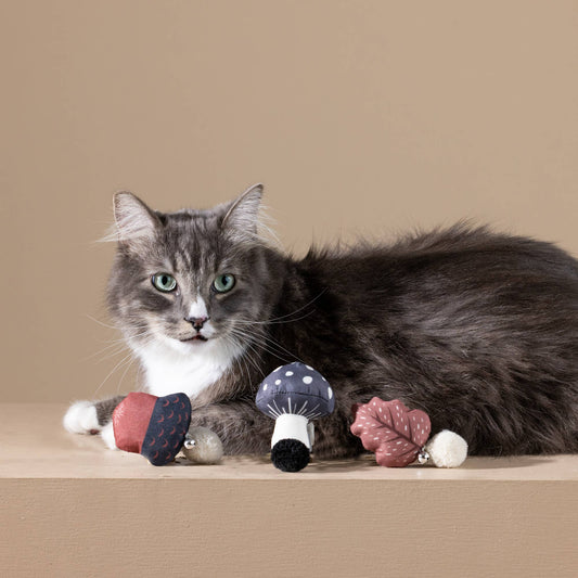 🐱 Ensemble de jouets pour chat - AUTOMNE