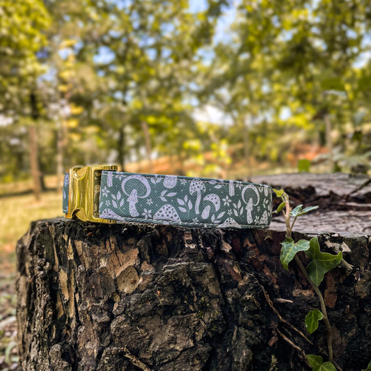 🐶 Collier "CHAMPIGNON"