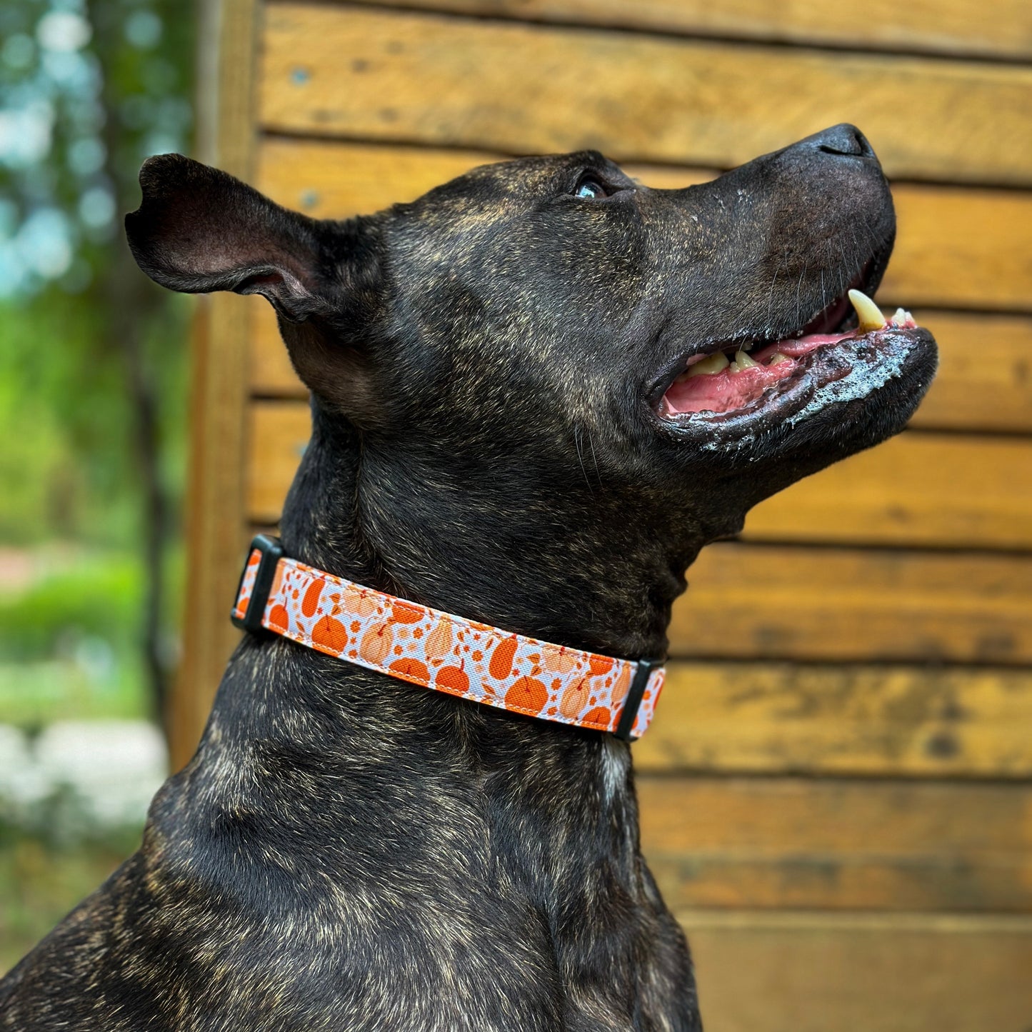 🐶 Collier "CITROUILLE"