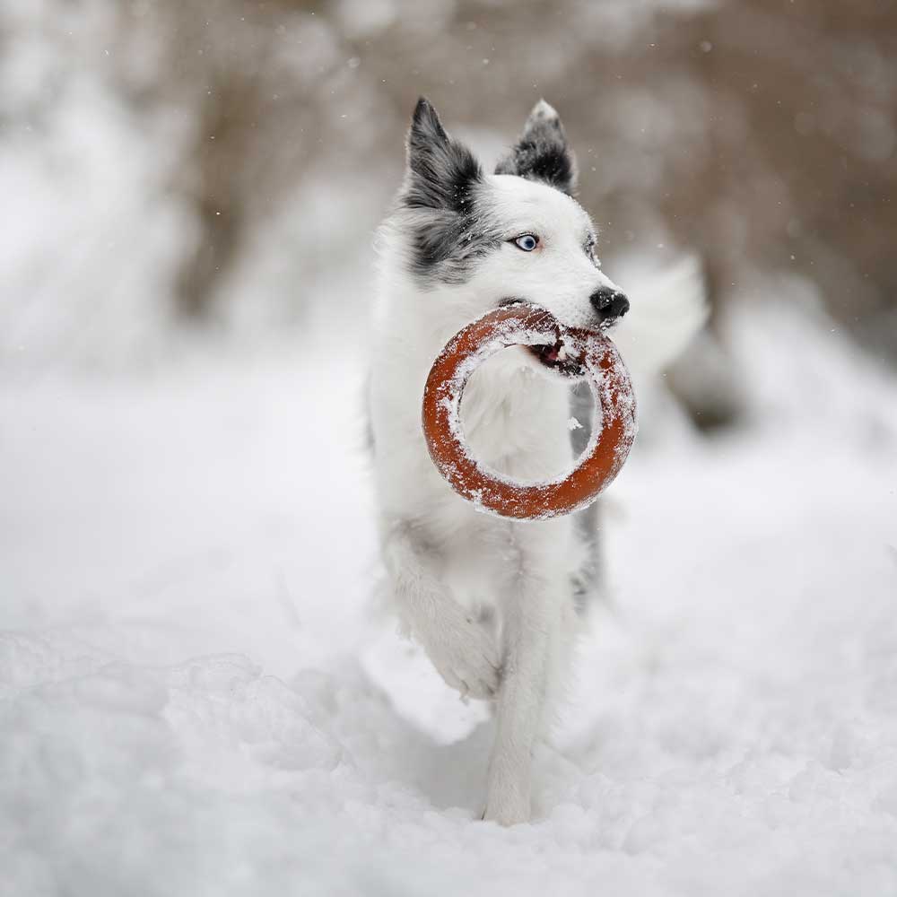 🐶 "ANNEAU" en résine
