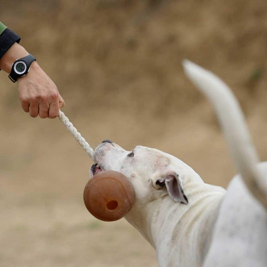 🐶 Balle avec corde en résine organique - Les p'tits potes
