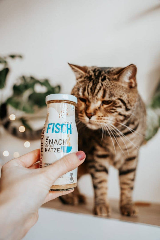 🐱 Smoothie au poisson pour chat