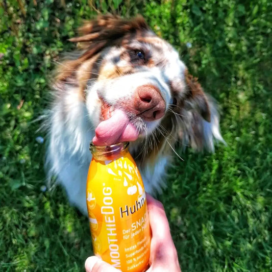 🐶 Smoothie au poulet pour chien