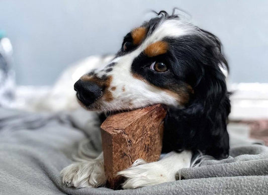 🐶 Racine de bruyère