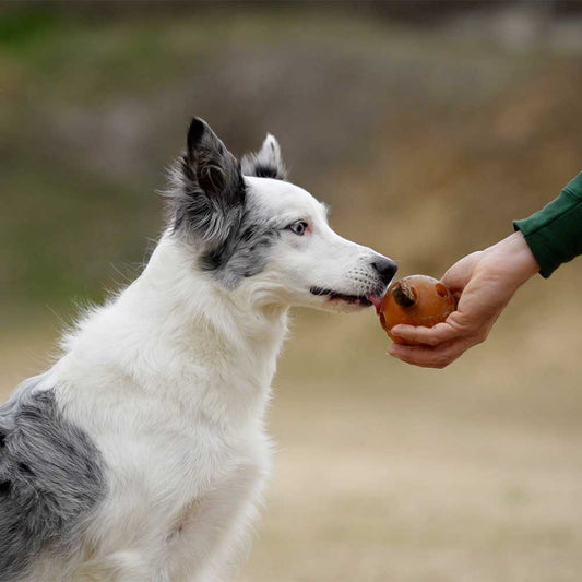 🐶 "BALLE À TROUS" en résine