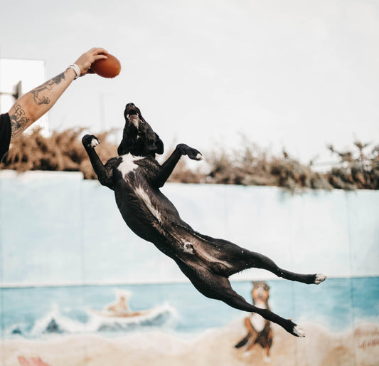 🐶 Balle football américain en résine organique - Les p'tits potes