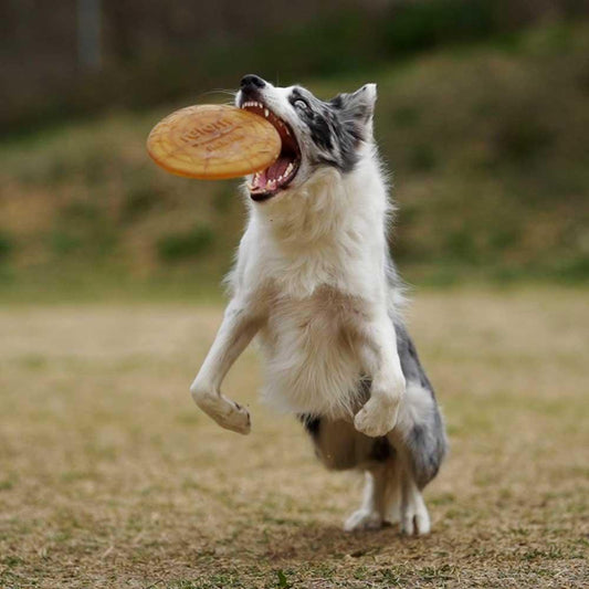 🐶 Frisbee en résine organique - Les p'tits potes