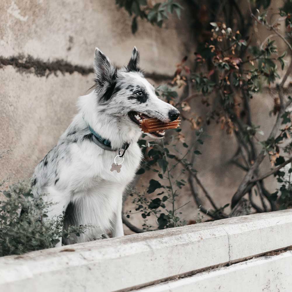 🐶 "STICK DENTAIRE" en résine