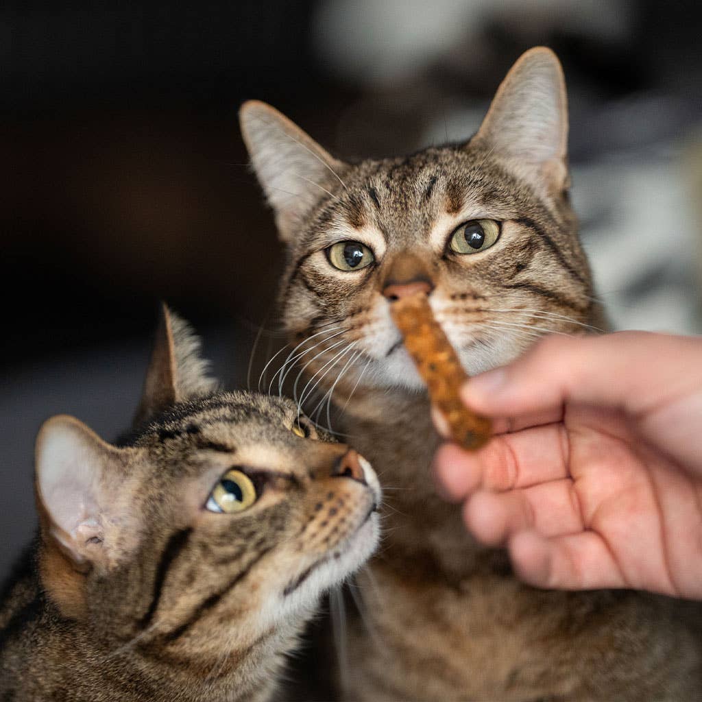 🐱 Bâtonnets dentaire (saumon)