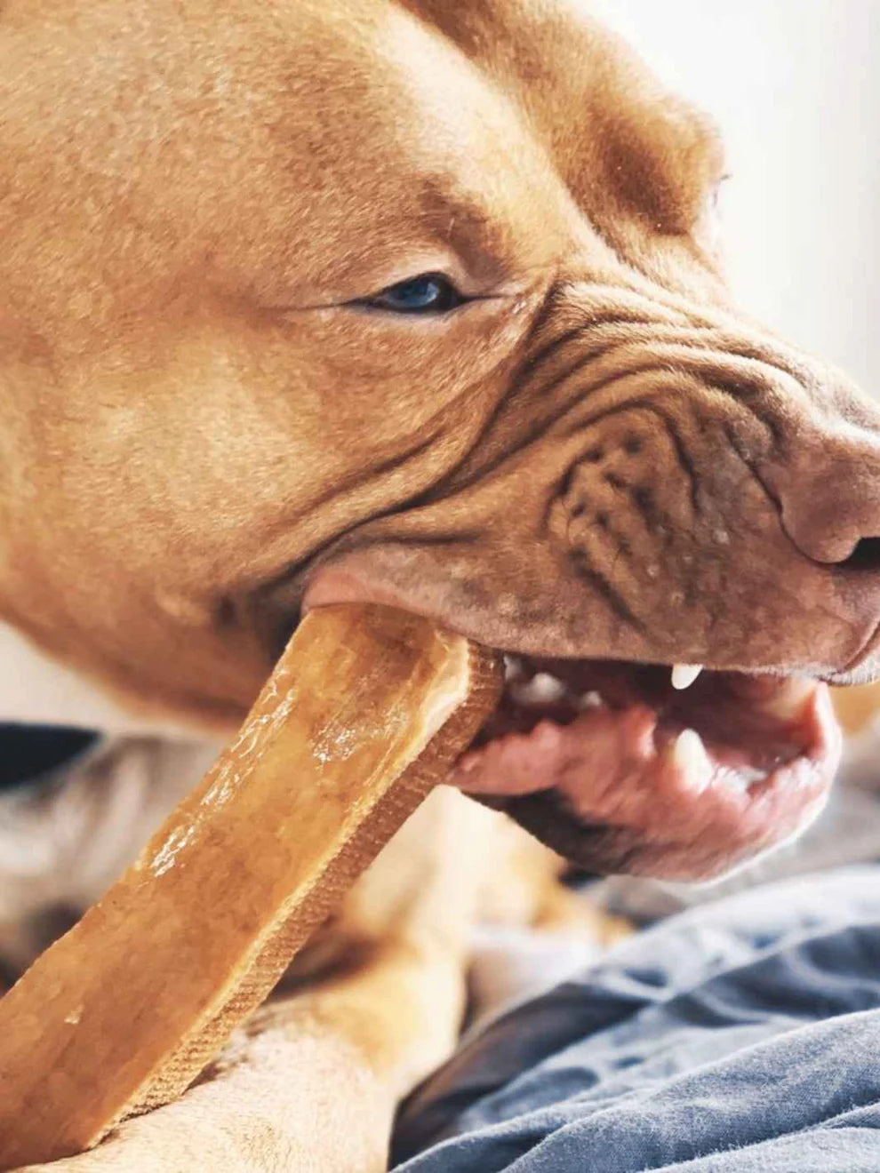 🐶 Fromages de Yak - Plusieurs saveurs