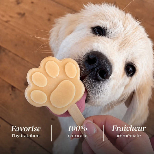 🐶 Glaces pour chien 🍦❄️