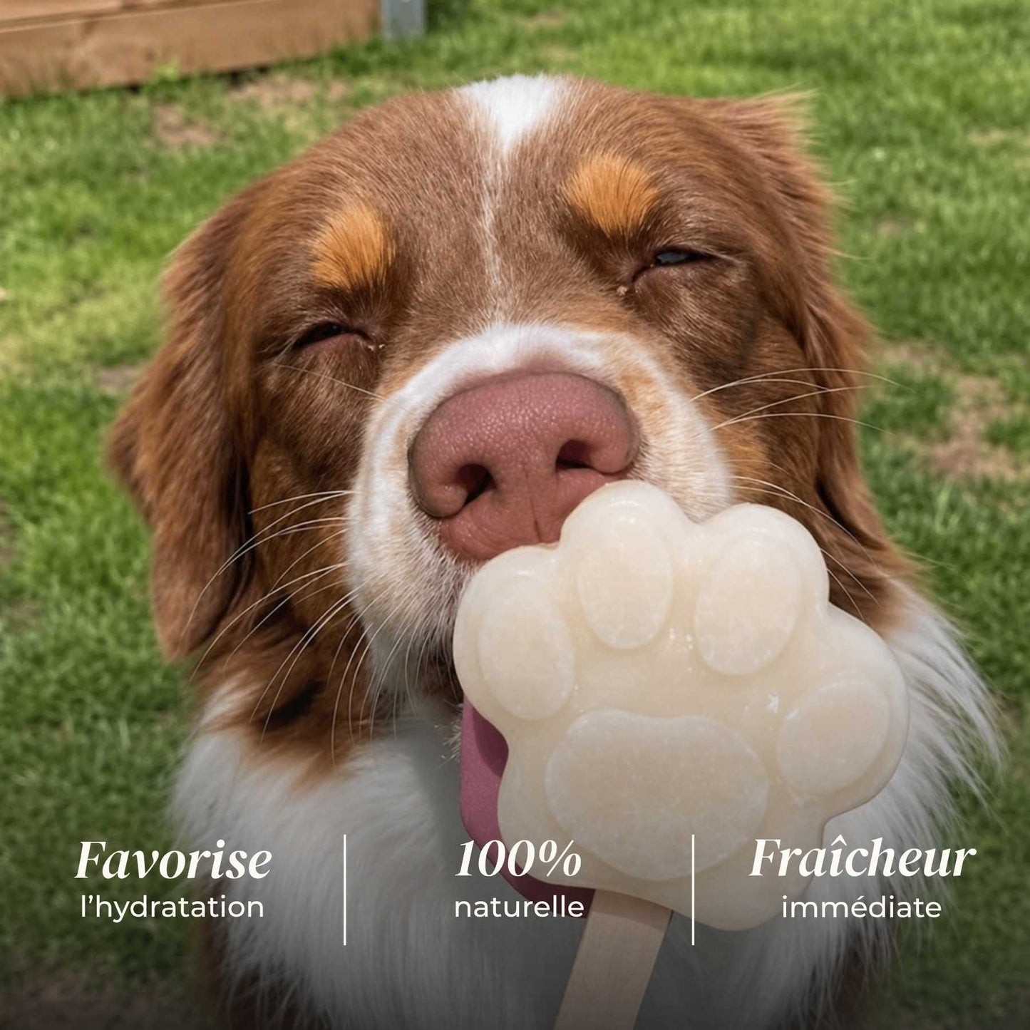 🐶 Glaces pour chien 🍦❄️