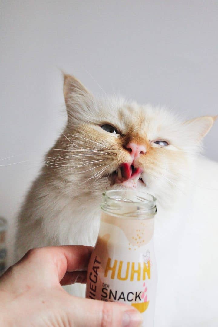 🐱 Smoothie au Poulet pour chat