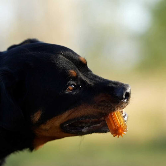 🐶 "STICK DENTAIRE" en résine