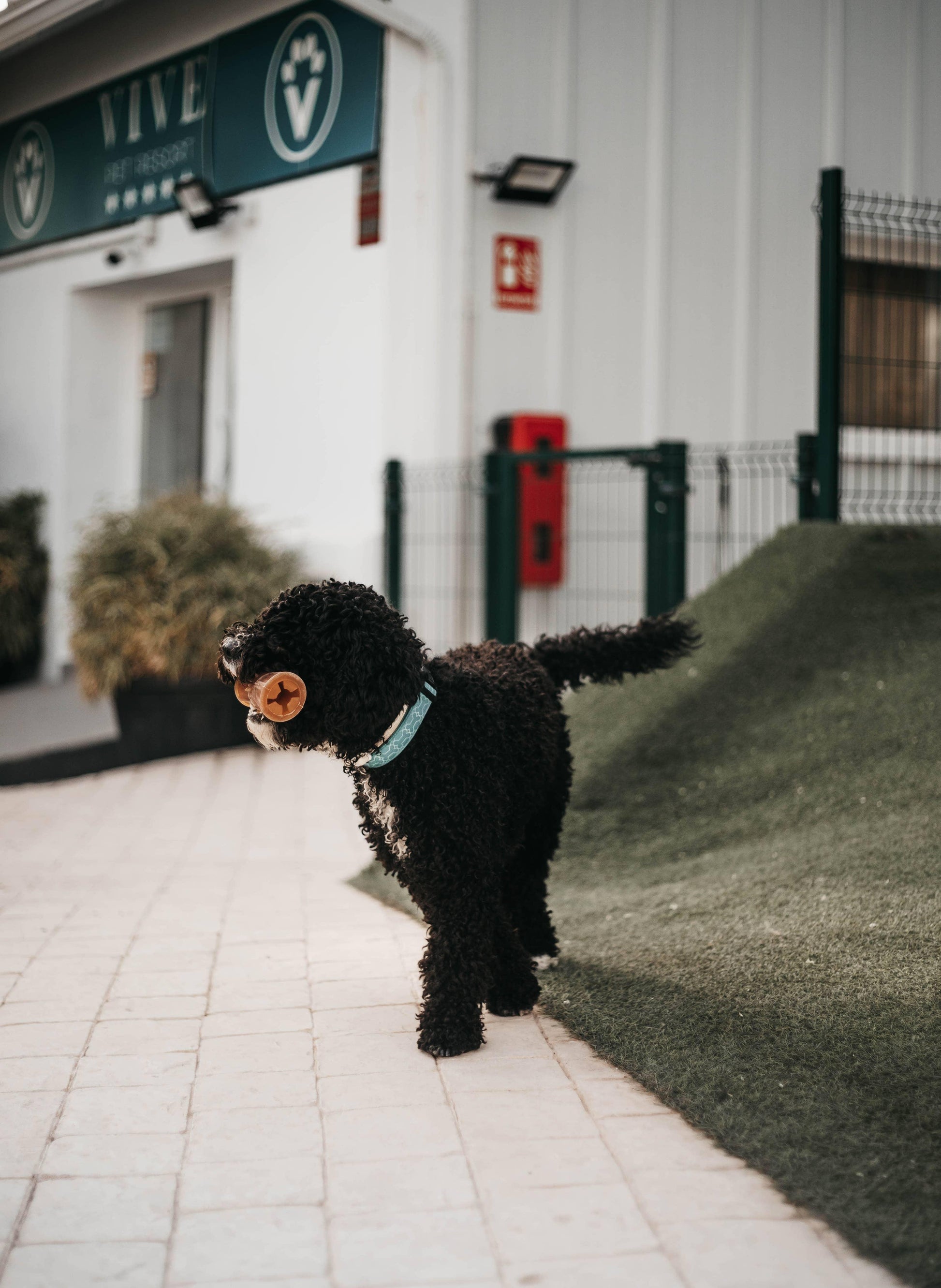 🐶 Jouet à remplir en résine organique - Les p'tits potes