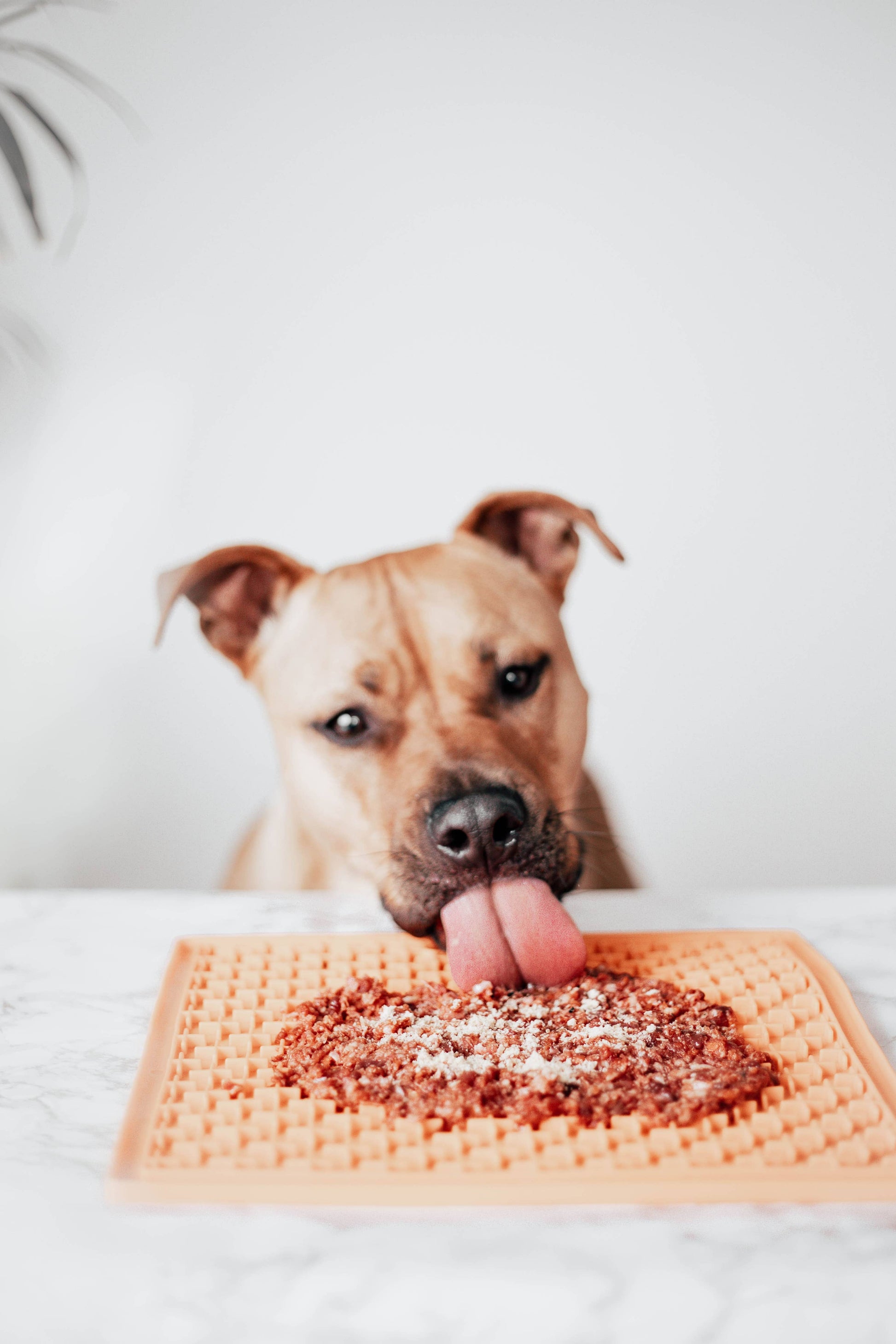 🐶🐱 Topper au boeuf- Complément naturel - Les p'tits potes