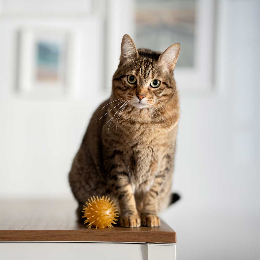🐱 Balles avec clochettes pour chat