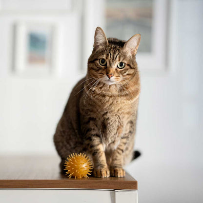 🐱 Balles avec clochettes pour chat