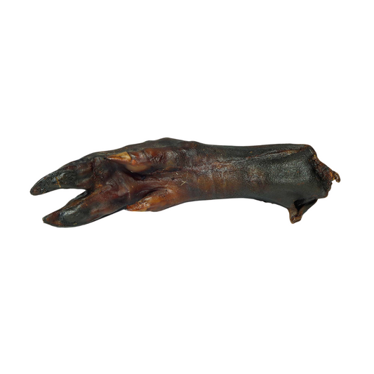 🐶  Patte de sanglier - Mastication