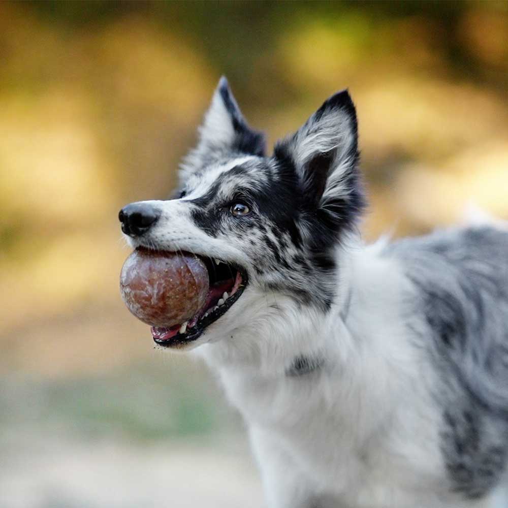 🐶 Jouet BALLE STRONG en résine naturelle pour chien