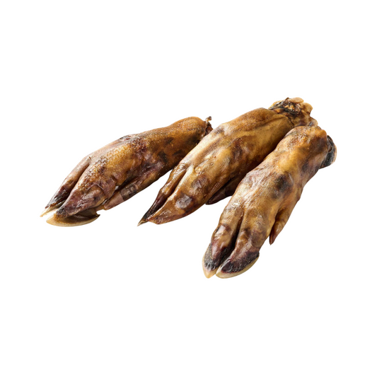 🐶  Patte de sanglier - Mastication