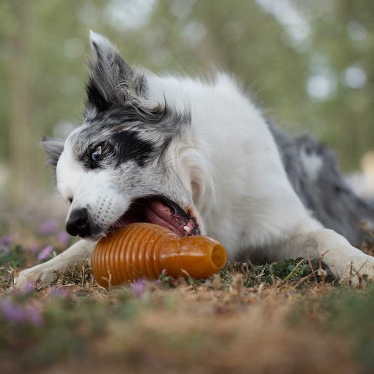 🐶 "BOUNCY" en résine