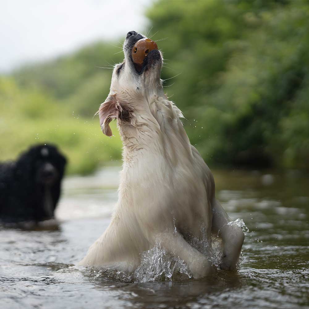 🐶 "BALLE À TROUS" en résine