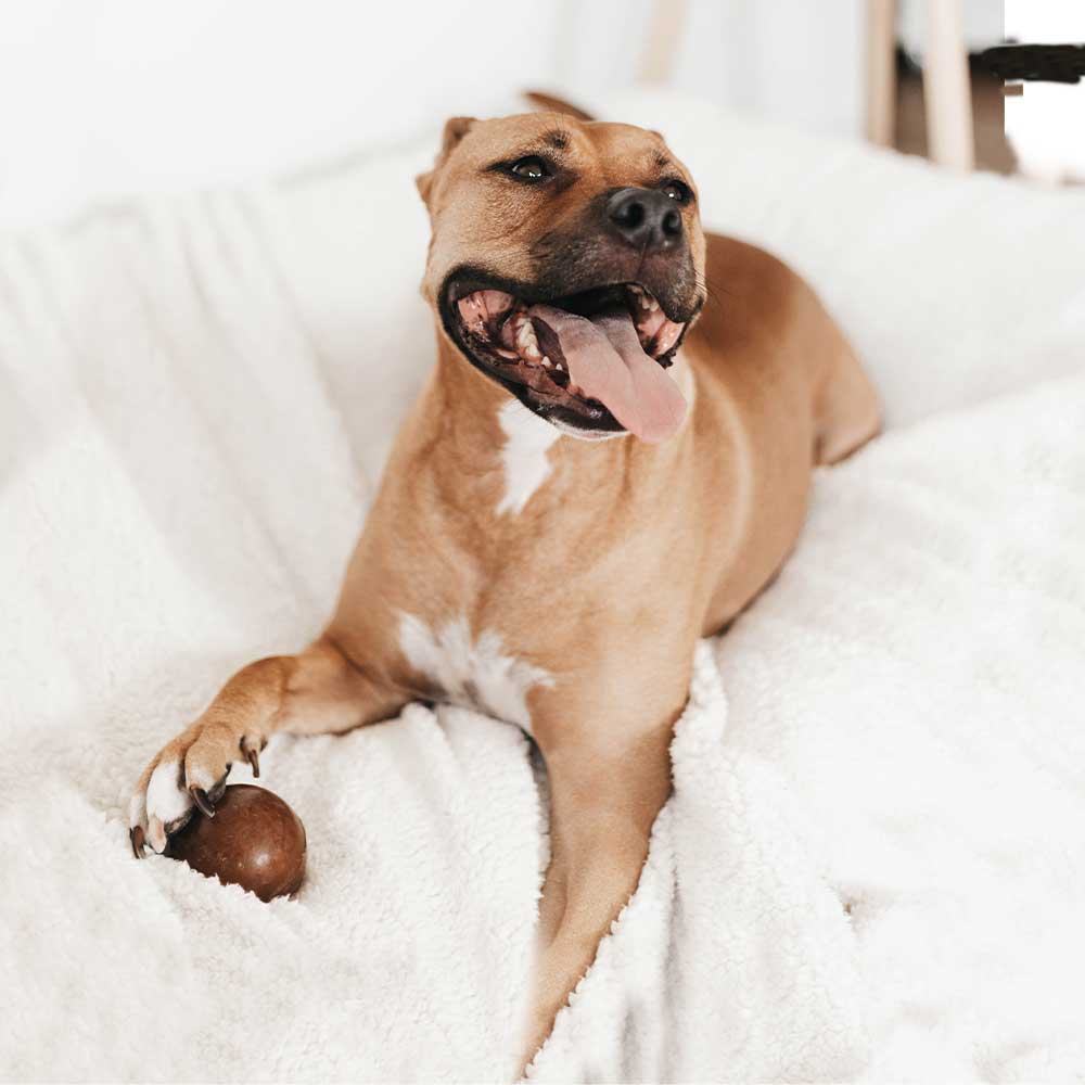 🐶 Jouet BALLE STRONG en résine naturelle pour chien