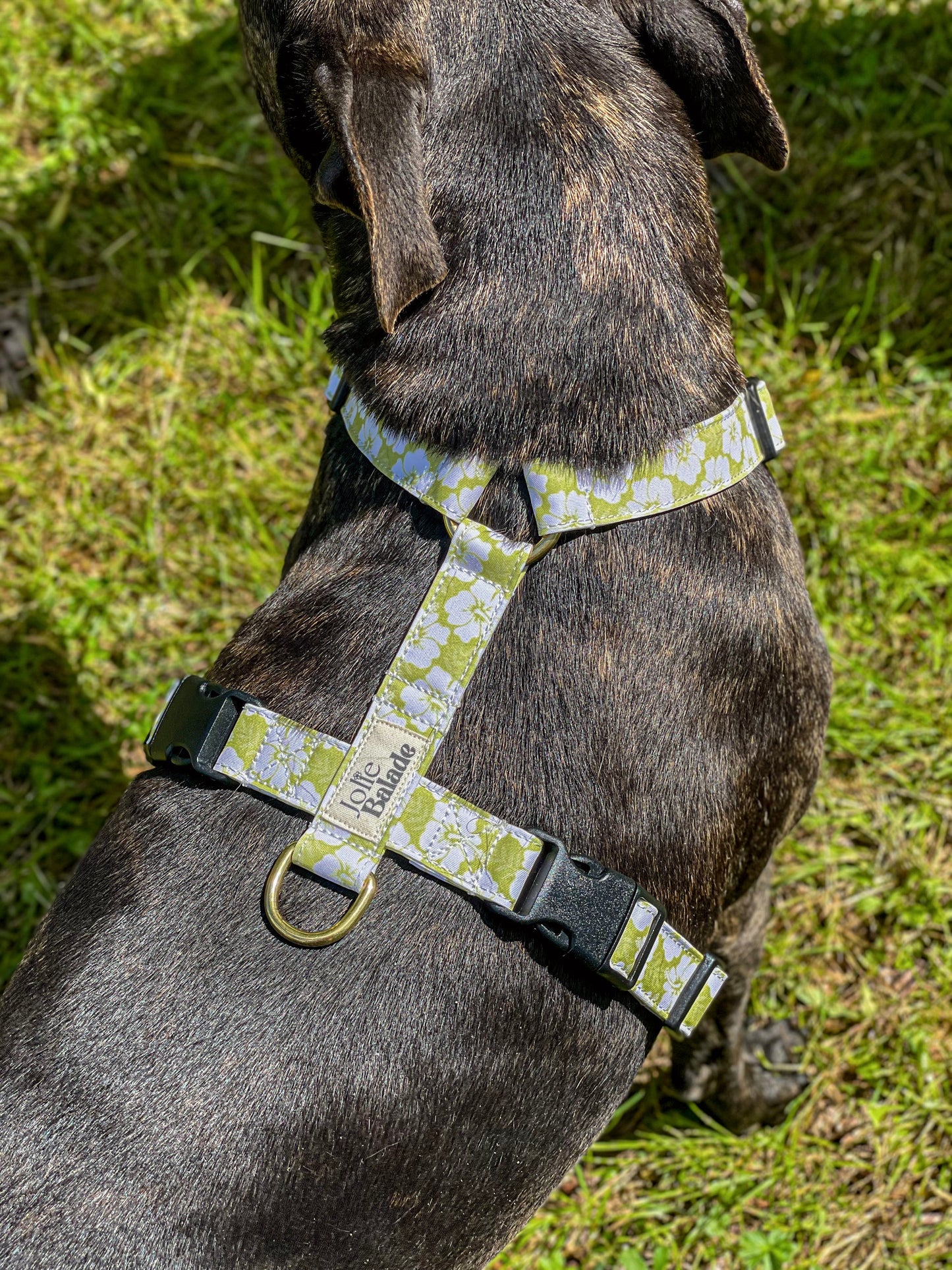 🐶 Harnais "HAWAÏ VERT"