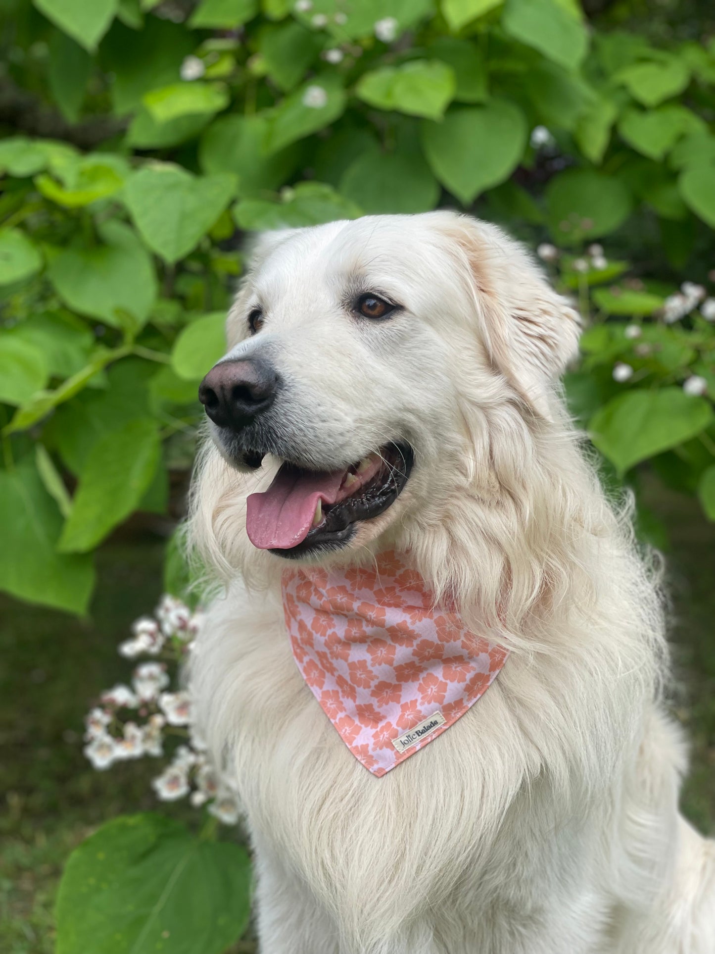 🐶 Bandana à glisser HAWAÏ CORAIL