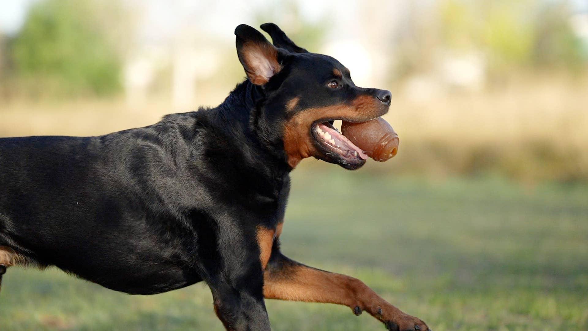 🐶 Balle football américain en résine organique - Les p'tits potes