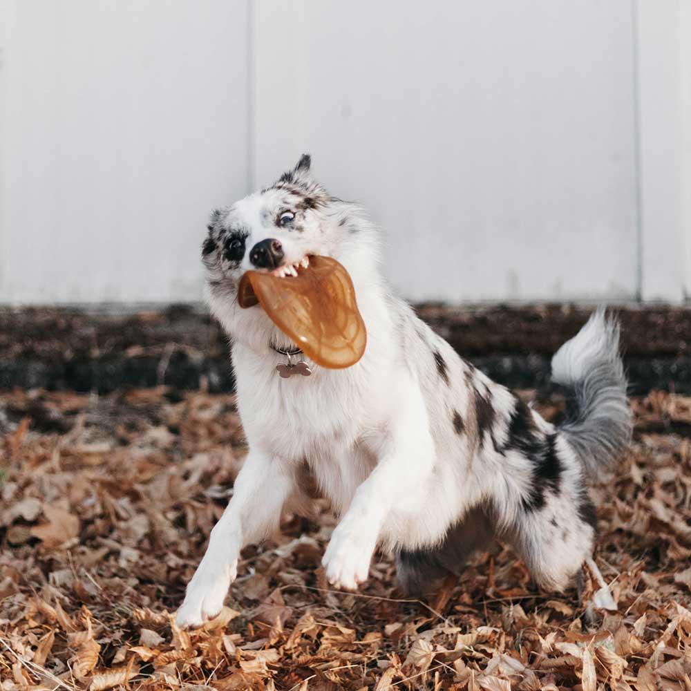 🐶 Frisbee en résine organique - Les p'tits potes