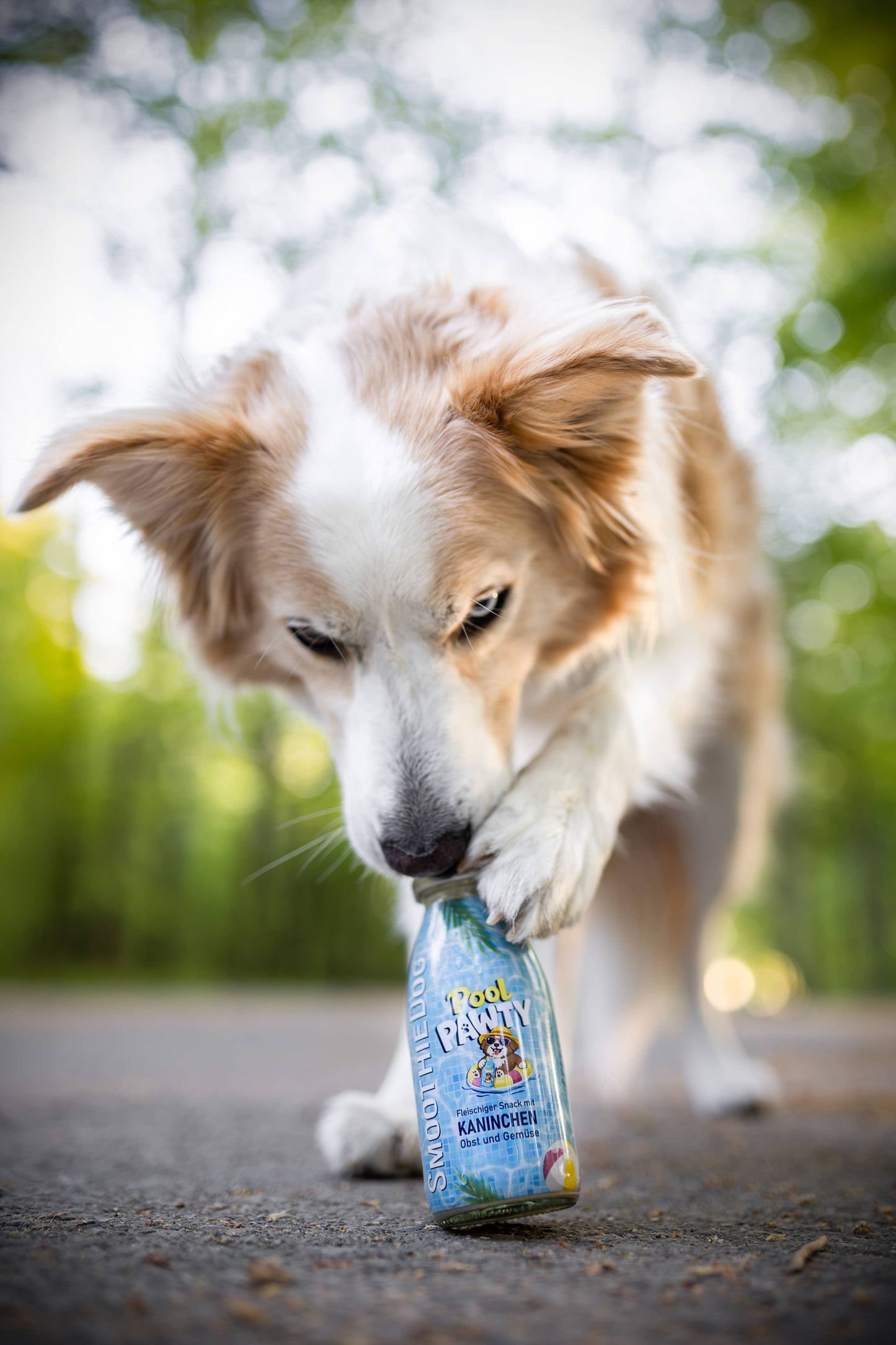 🐶 Smoothie Pool Pawty pour chien