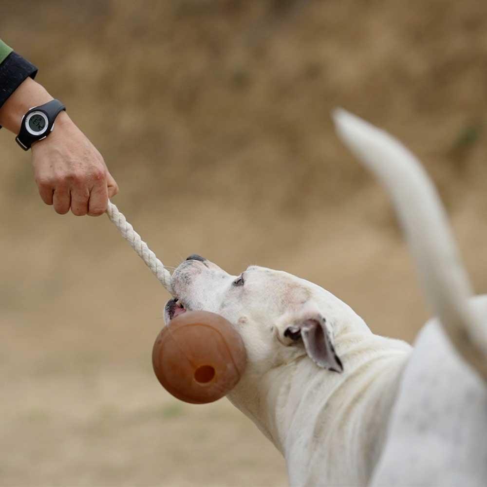 🐶 Balle avec corde en résine organique - Les p'tits potes