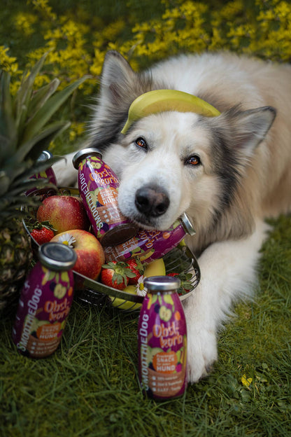 🐶 Smoothie aux fruits pour chien