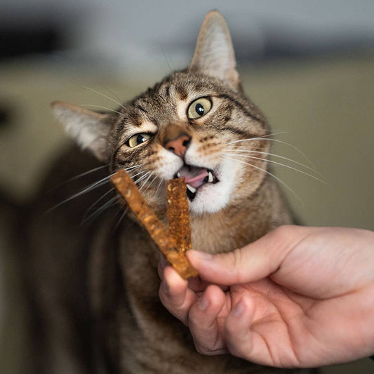🐱 Bâtonnets dentaire (saumon)