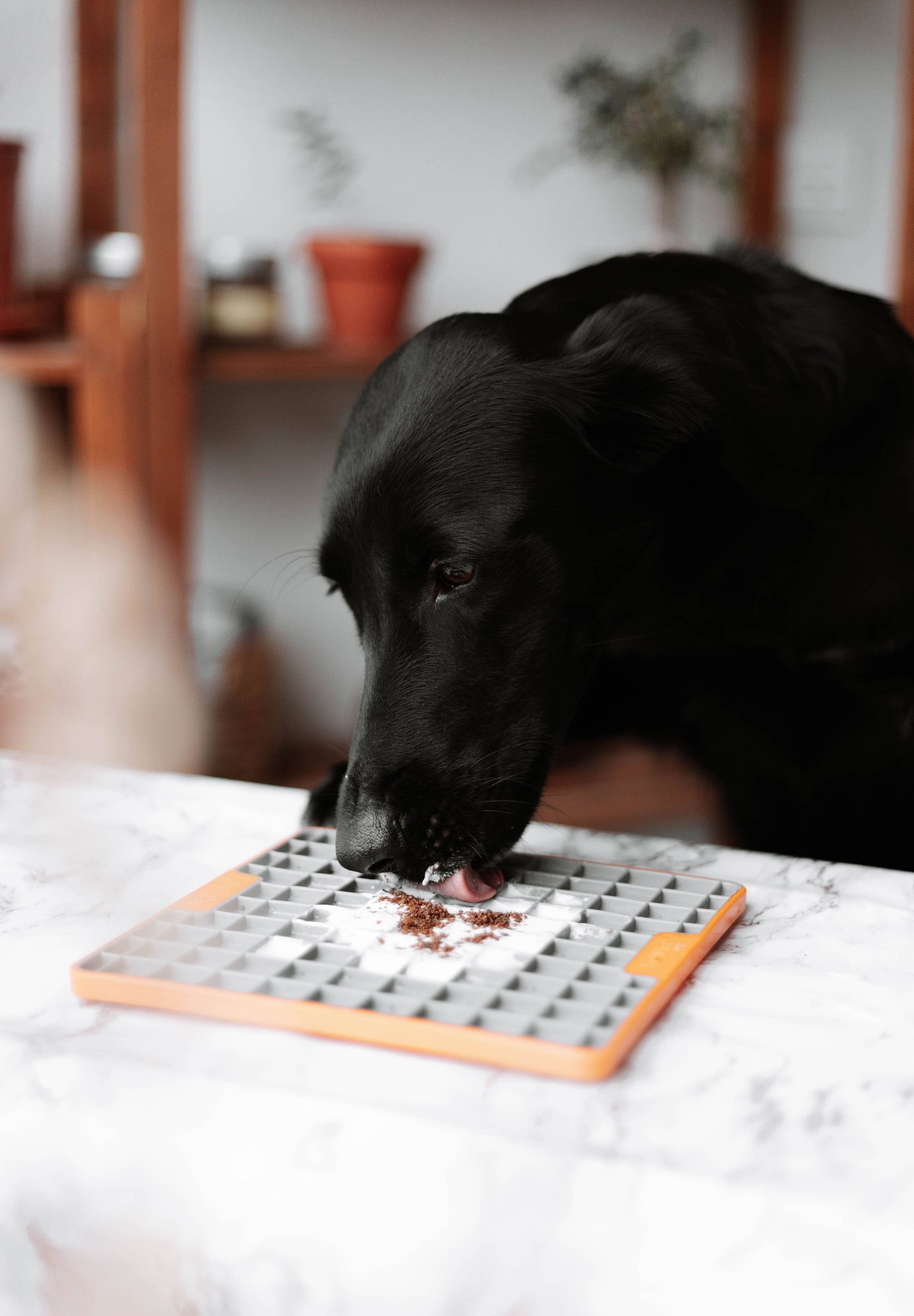 🐶🐱 Topper au boeuf- Complément naturel - Les p'tits potes
