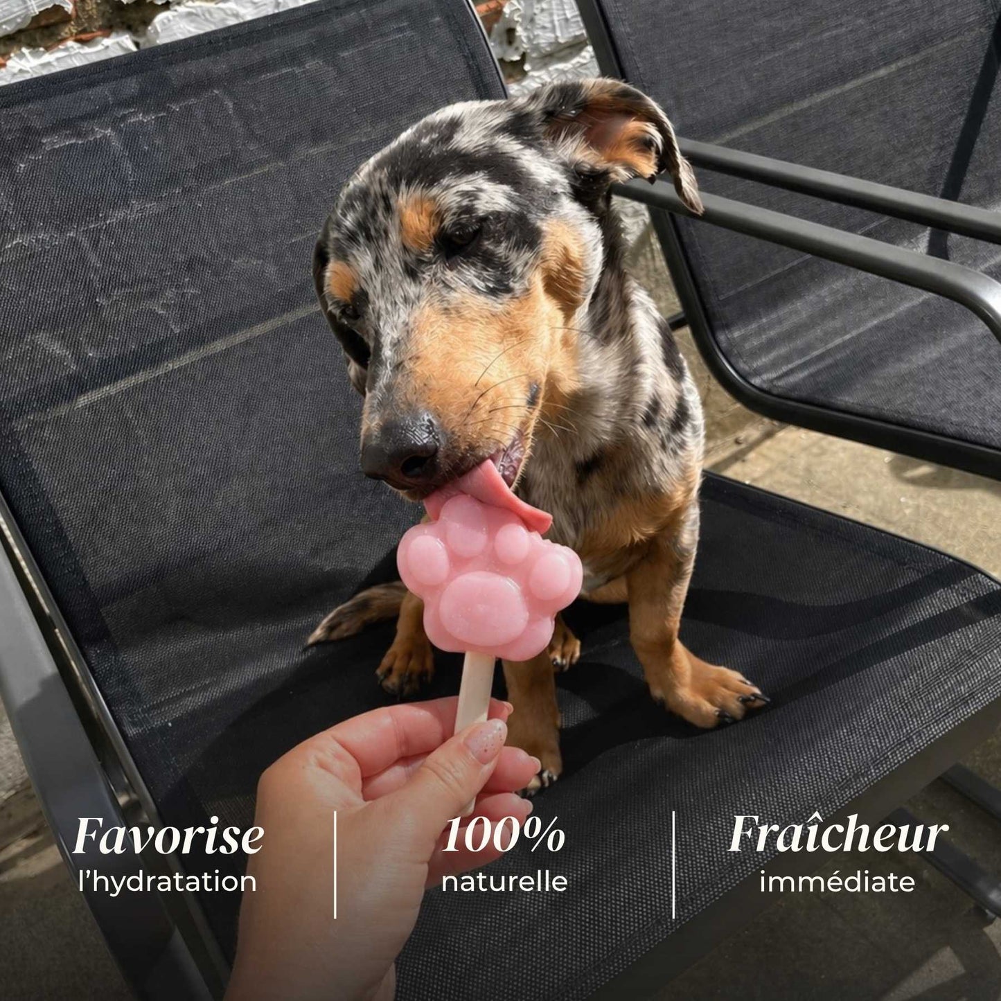 🐶 Glaces pour chien 🍦❄️